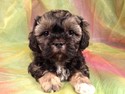 Puppies for sale Iowa Breeder Shipping available $150 Lhasa Bichons